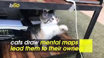 Cats Care About Their Humans Just as Much as Dogs Do and They Watch Their Every Move