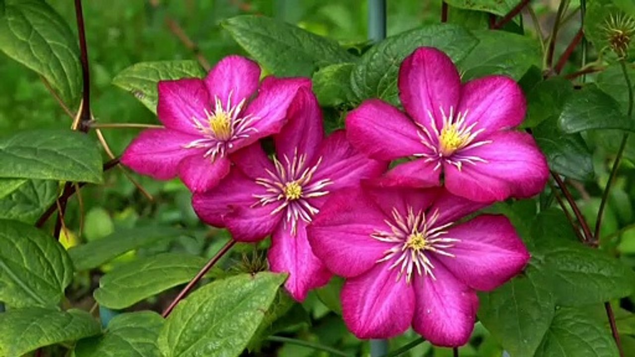 Close Up Video Of A Pink Flowers