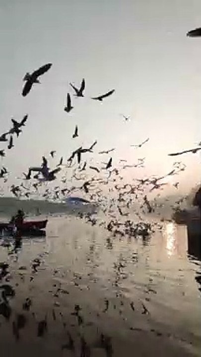 Birds
