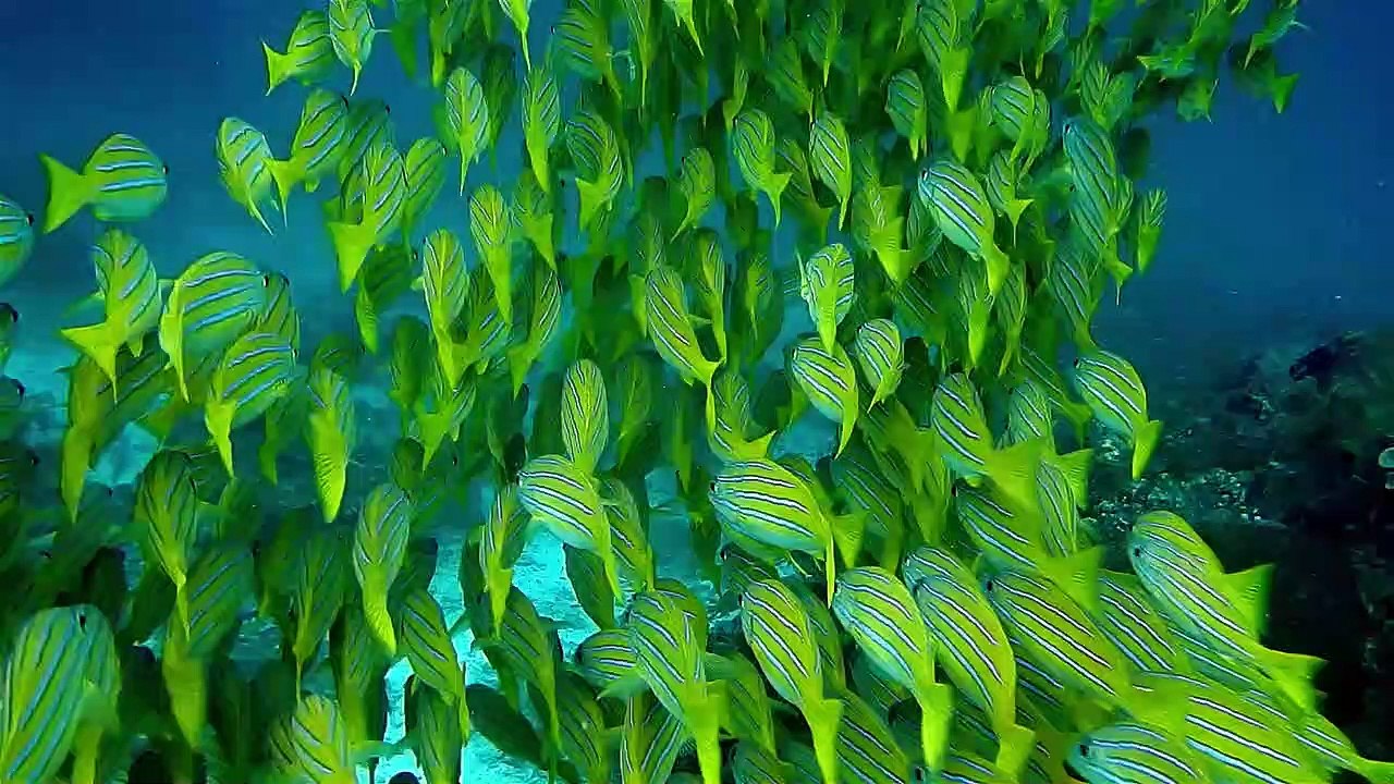 Fish