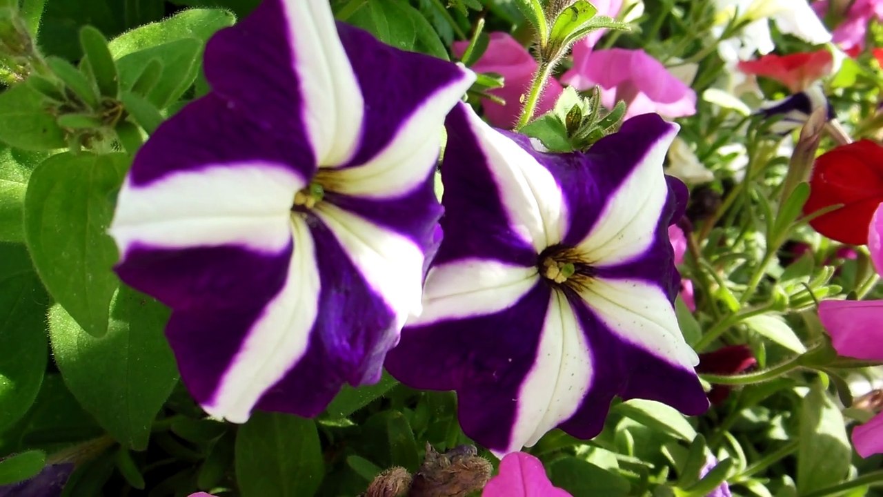 Beautiful Flowers