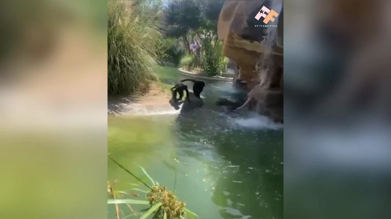 HOT CHEETOS MONKEY (1).mp4