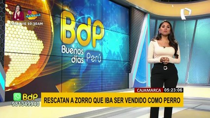 Cajamarca: Rescatan a zorro silvestre que iba a ser vendido en el mercado negro