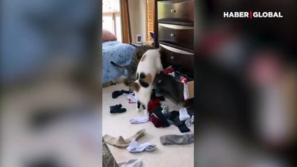 Çekmeceleri kurcalayan yaramaz kediler evi savaş alanına çevirdi