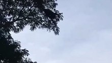 飛天猴子