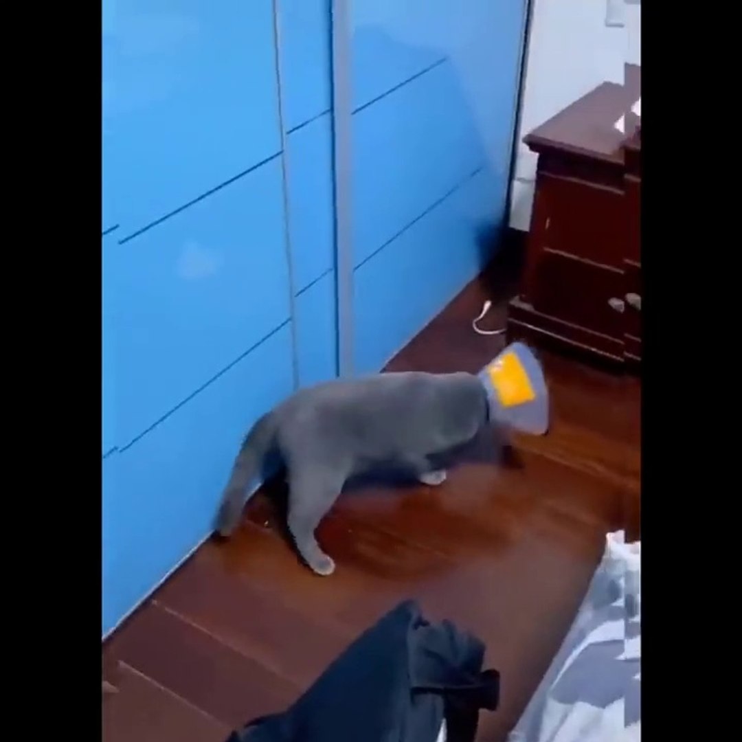 ⁣Baby Cats - Cute Cats - Adorable Cats - Funny Cats Compilations PART 22