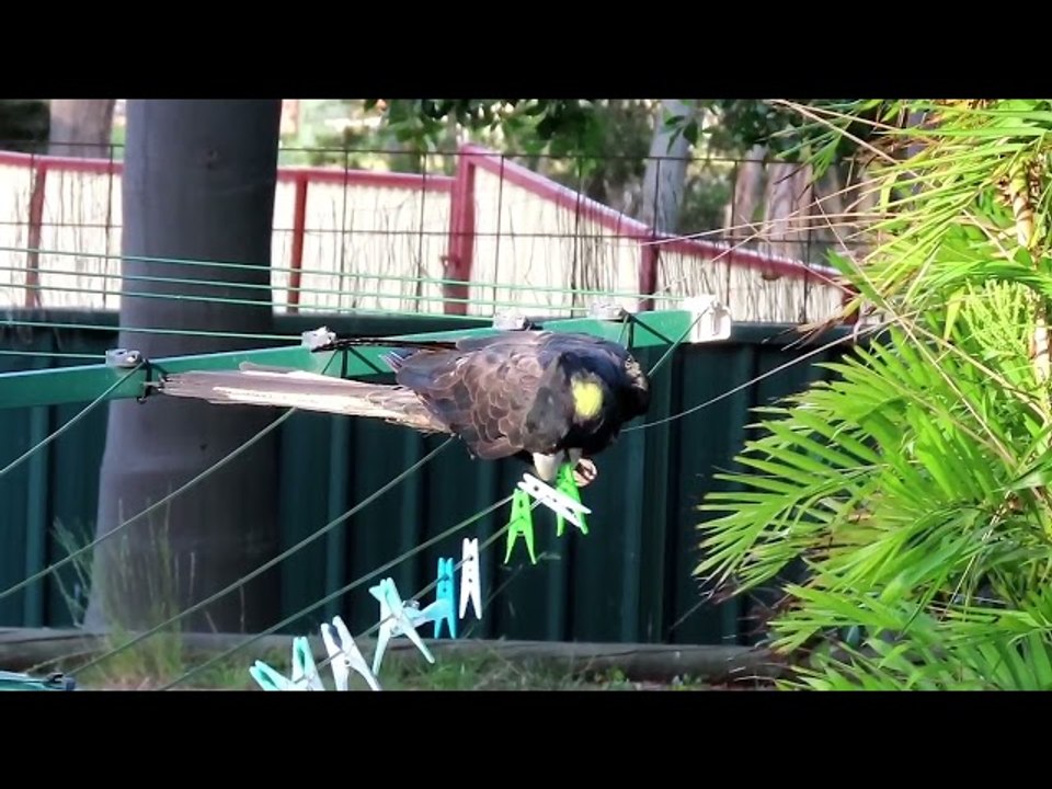 Cheeky Cockatoo Playing With Clothes Pegs