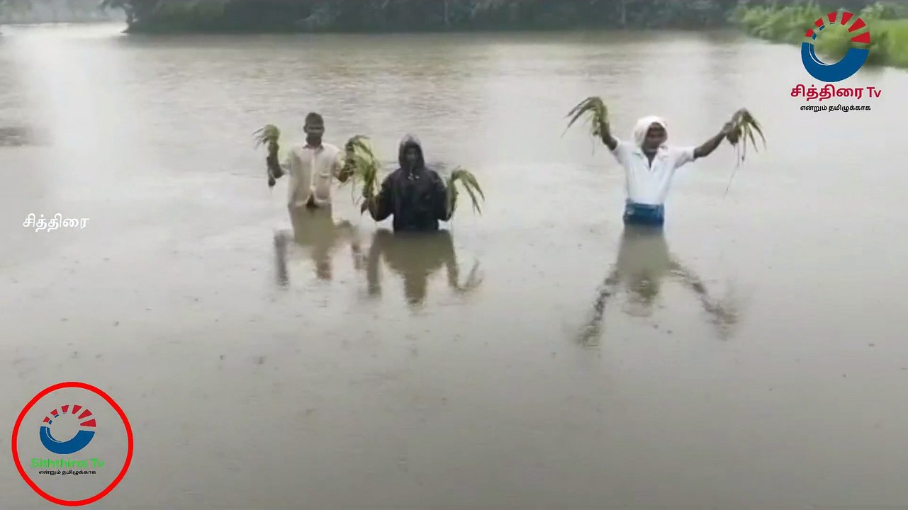#chithiraitv #கடலூர் அருகே 100 ஏக்கர் விளைநிலங்களில் மழைநீர் ஏரி மற்றும் வாய்க்கால் தூர்வாராததினால் சோகத்தில் விவசாயிகள்