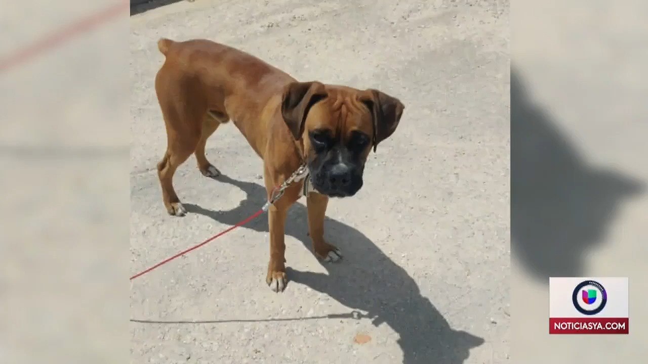 Berríos-Asesinato perro