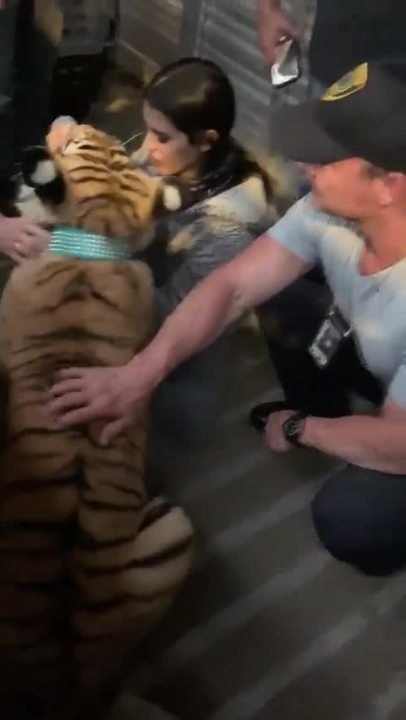 TIGER