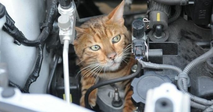 Après s'être abrité du froid sous le capot d'une voiture, un pauvre petit chat est resté coincé avant d‘être sauvé par les pompiers