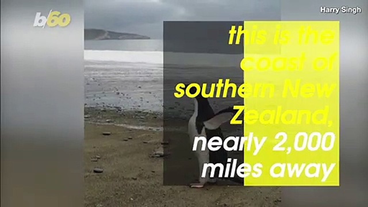 Unbelievable! Tiny Penguin Swims Nearly 2,000 Miles From Antarctica to New Zealand