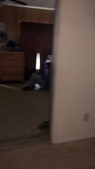 Roommate of Cat Trainer Has no Room Left on His Bed