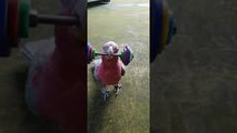 Parrot Shows off Weight Lifting Talents