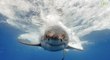 Environnement :  d'où viennent les superpouvoirs des grands requins blancs ?