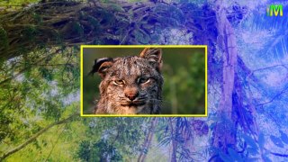 Lynx l Amazing Facts of Lynx l I Memory