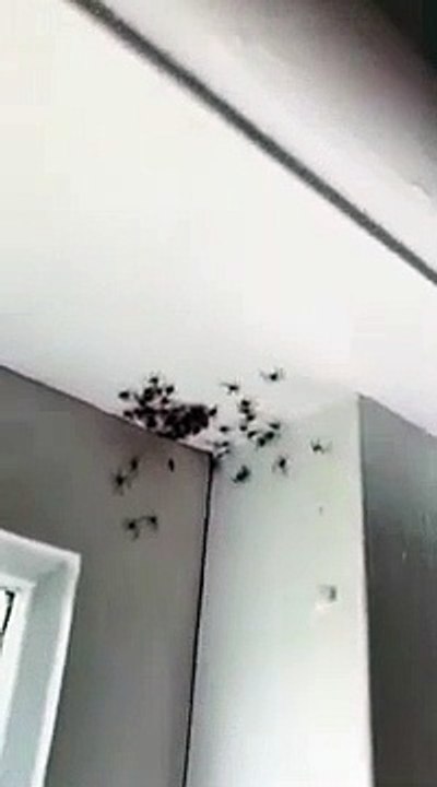 Dos familias de arañas en una habitación