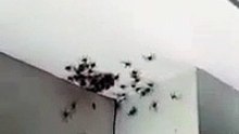 Dos familias de arañas en una habitación