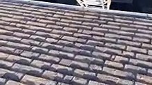 Un perro sube a un tejado por una escalera
