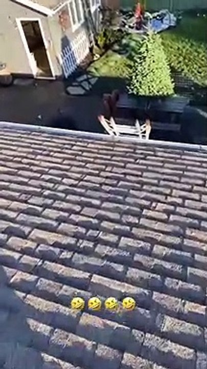 Un perro sube a un tejado por una escalera