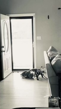 In the kitchen cooking tonight we are having Pork Chops Taters Gravy and Butter Beans! I look over and keep seeing this! Gaitlyns on her lead playing there is this squishy rubber ball thing not even sure where i