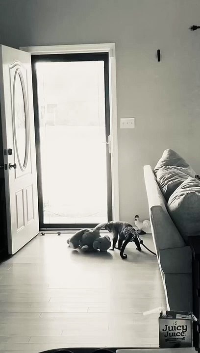 In the kitchen cooking tonight we are having Pork Chops Taters Gravy and Butter Beans! I look over and keep seeing this! Gaitlyns on her lead playing there is this squishy rubber ball thing not even sure where i