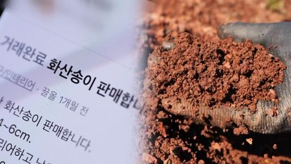 보존자원 '화산송이' 온라인에서 버젓이 판매 / YTN