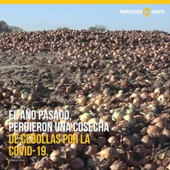 Agricultor regala su cosecha ante la falta de trabajadores