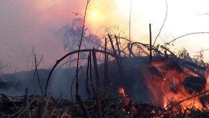 Desmatamento da Amazônia brasileira bate recorde em outubro