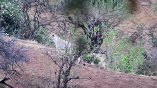 3 Male Lions in Kruger Park