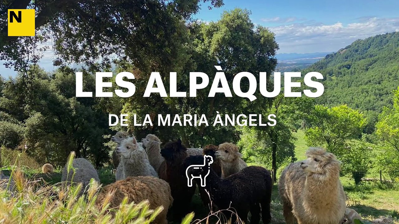 Per què les alpaques de la Maria Àngels són les més felices del món?