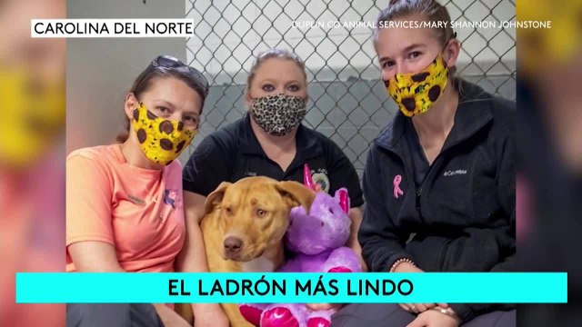 Noticias Tampa 11pm 033021