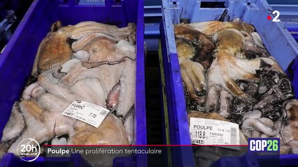 Pêche : les poulpes prolifèrent sur la côte atlantique