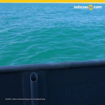 Liberaron a 850 tortugas marinas tras quedar varadas en el frío de Texas