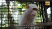 Increíbles animales albinos que lograron ser captados en cámara