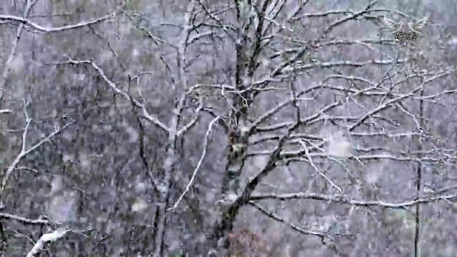 CELE MAI TARI COLINDE DE CRACIUN - COLAJ