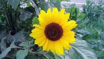 Beautiful Sun Flower_Rose_ WhatsApp Status Video _Nature Video_ Amazing Nature Scenery