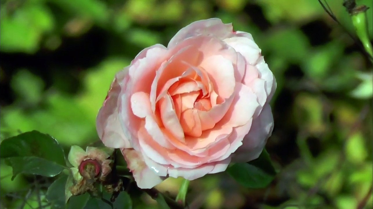 Beautiful Flower Rose  in Different Colours #Whatsapp Status #nature #latest video copyright free