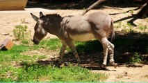 Donkey video Beautiful and amazing video of Donkey