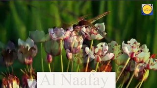 Fly video  Beautiful and amazing video of Fly insect