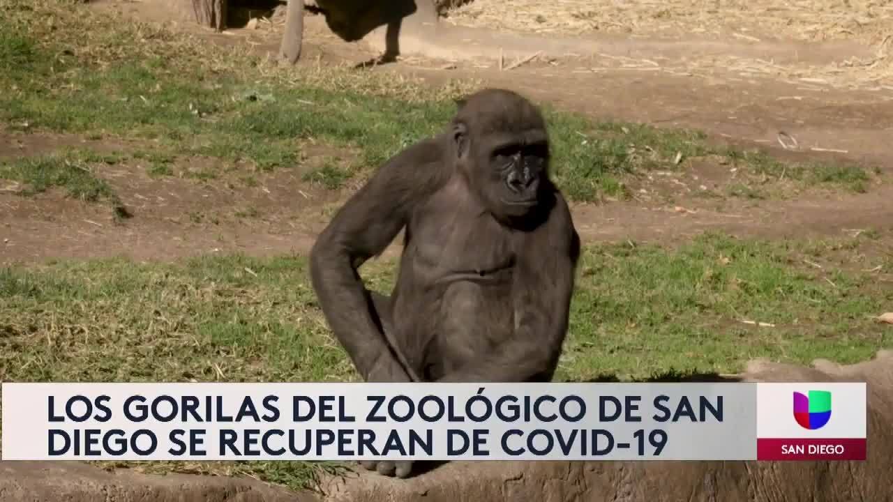 Noticias San Diego 6pm 012621 - Clip  GORILLA COVID