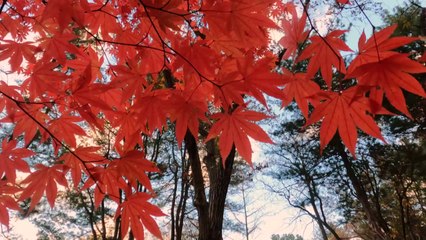 단풍과 눈꽃이 함께...겨울이 오고 있다 / YTN