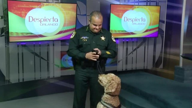 Despierta Orlando 020821 - Marco Lopez