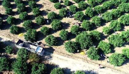 Adana'da portakal hasadı sürüyor