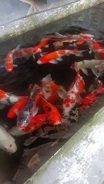 Berbagai Jenis Ikan Hias di Kabupaten Sorong, Papua Barat