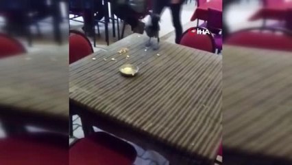 Haylaz karga esnafın neşe kaynağı