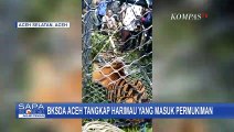 BKSDA Aceh Tangkap Harimau Sumatera Liar yang Masuk Permukiman Warga