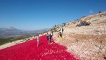 (DRONE) 22 dönümlük araziye işlenen Türk bayrağı 10 kişiyle 40 günde boyandı