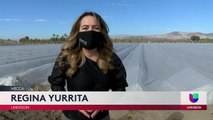 TRABAJADORES AGRÍCOLAS