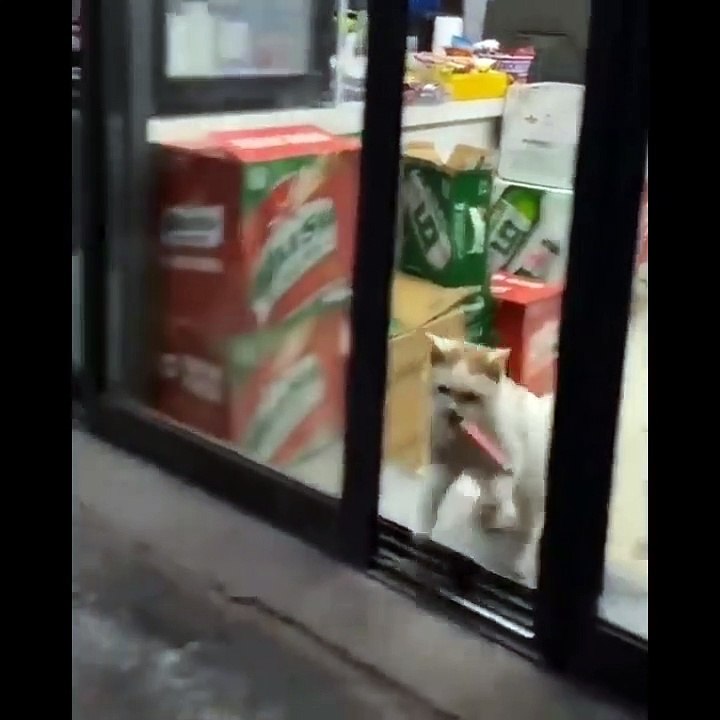 Funny Cats Video #1